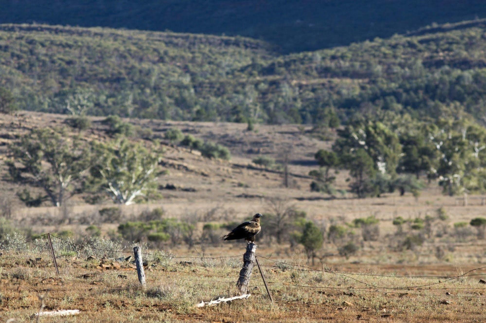 فندق Rawnsley Park Station Flinders Ranges المظهر الخارجي الصورة